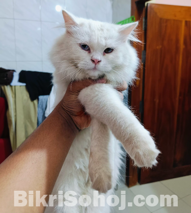 Persian cat